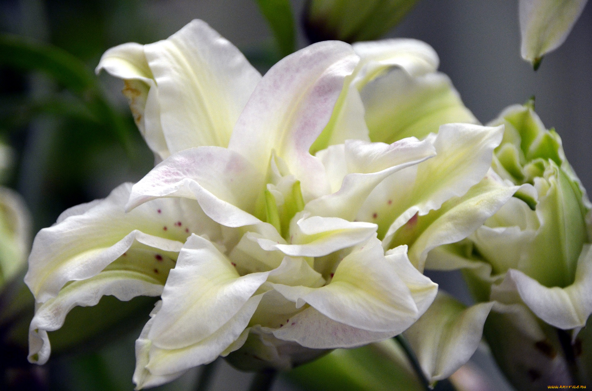 , ,  , lily, bloom, , , petals